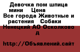 Девочка пом шпица мини  › Цена ­ 30 000 - Все города Животные и растения » Собаки   . Ненецкий АО,Осколково д.